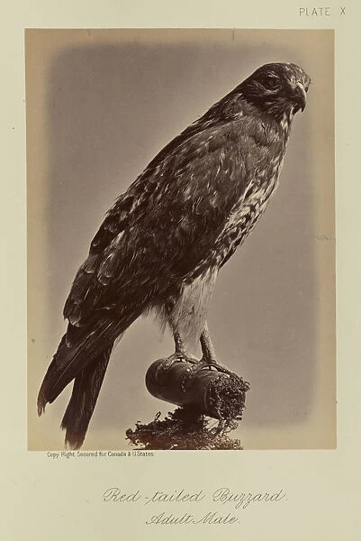 Red-tailed Buzzard Adult Male William Notman