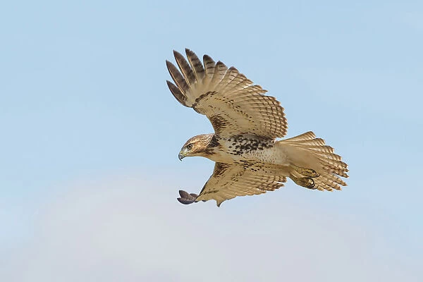 Red-tailed Hawk, Buteo jamaicensis