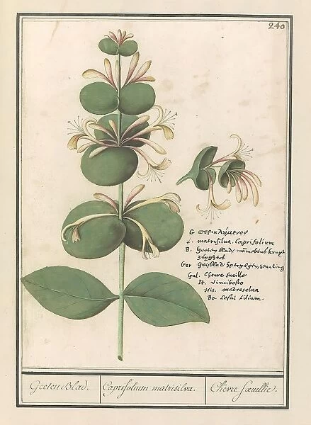 Regular honeysuckle Lonicera caprifolium Geelen Blad