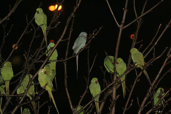 Ring-necked Parakeet at roost