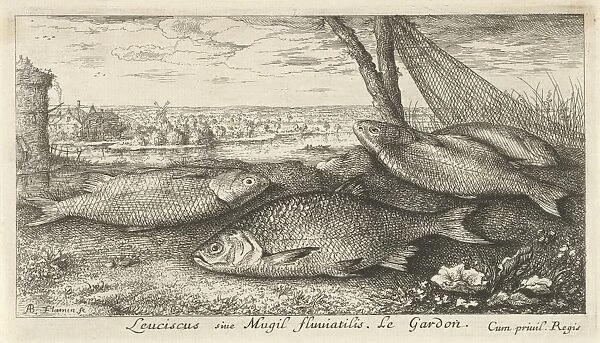 Four roaches and a fishing net, Albert Flamen, Jacques van Merlen, Louis XIV King
