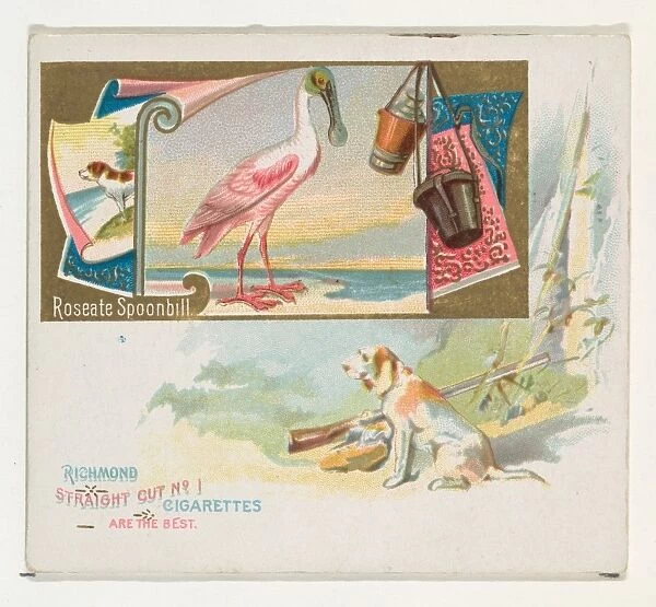 Roseate Spoonbill Game Birds series N40 Allen & Ginter Cigarettes