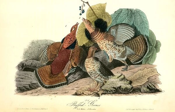 Ruffed Grouse. 1. 2. Males. 3. Females. Audubon, John James, 1785-1851