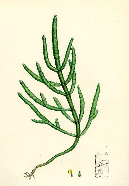 Salicornia herbacea, var. acetaria; Common Marsh-samphire, var. a