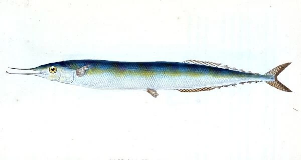 Saury, or Skipper Pike, Esox saurus, British fishes, Donovan, E. (Edward), 1768-1837