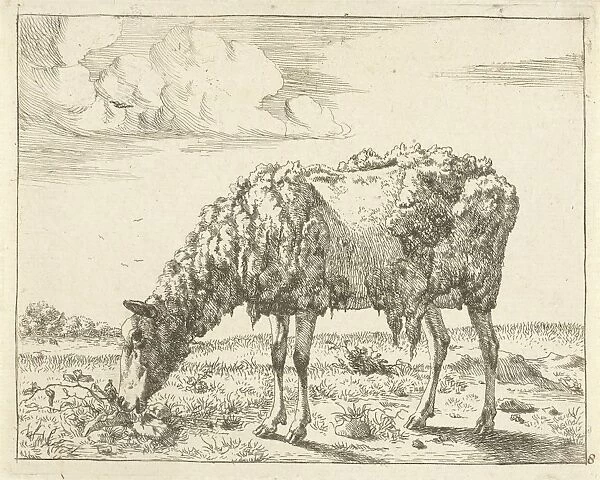 Sheep, Marcus de Bye, Paul Potter, 1657-1677