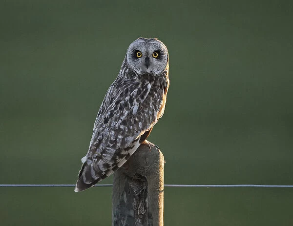 Short-eared Owl perched on a pole, Asio flammeus, Finland
