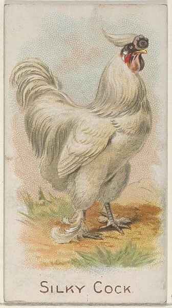 Silky Cock Prize Game Chickens series N20 Allen & Ginter Cigarettes