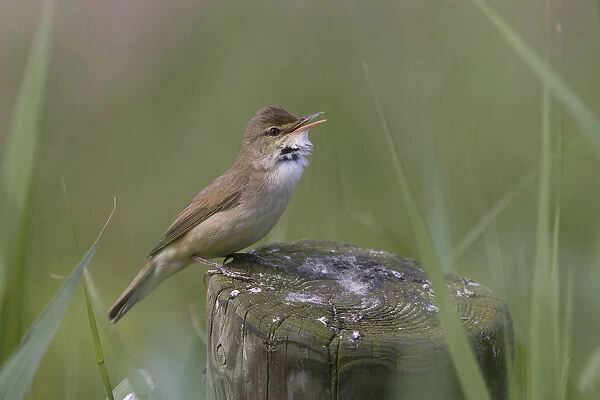 Singing Reed Warbler, Netherlands