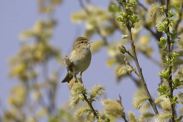 Singing Willow Warbler, Phylloscopus trochilus, Netherlands