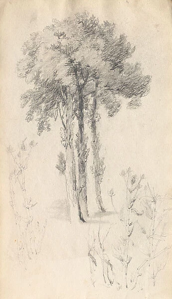 Sketchbook Tree Study 1814 Samuel Prout British