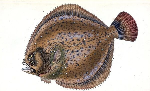 Small-headed Dab, Pleuronectes microcephalus, 1803, British fishes, Donovan, E. (Edward)