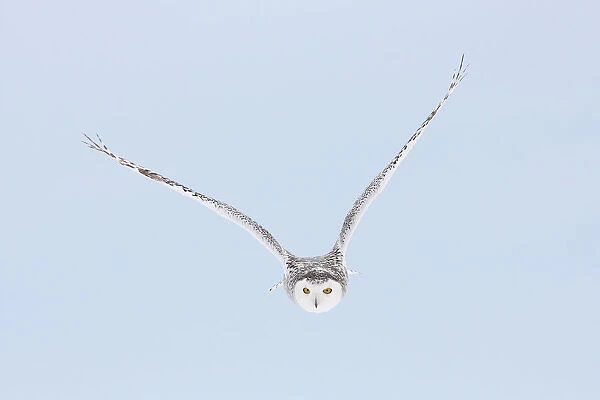 Snowy Owl flying, Bubo scandiacus