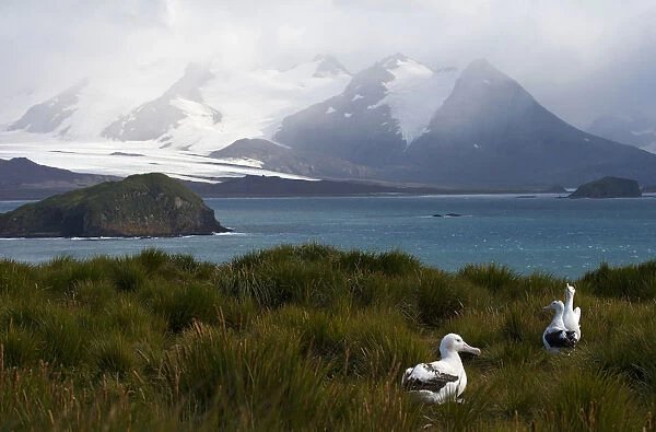 Snowy (Wandering) Albatross sitting on Prion Island