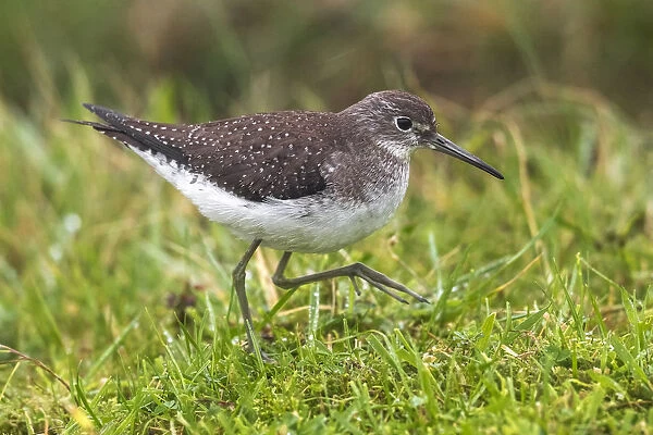 Solitary Sandpiper sitting in the mist of the Mountain Reservoir, Corvo, Azores October 08, 2012, Tringa solitaria