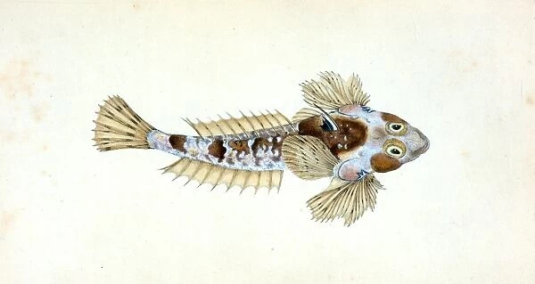 Sordit Dragonet, Callionymus Dracunculus, British fishes, Donovan, E. (Edward), 1768-1837