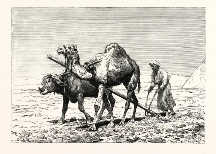 Framed Print : A Fella Ploughing Print (1879) Framed Print : A Fella Ploughing Print (1879)