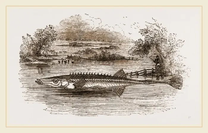 Framed Print : Fifteen spined Stickleback Print by Librifly Framed Print : Fifteen spined Stickleback Print by Librifly
