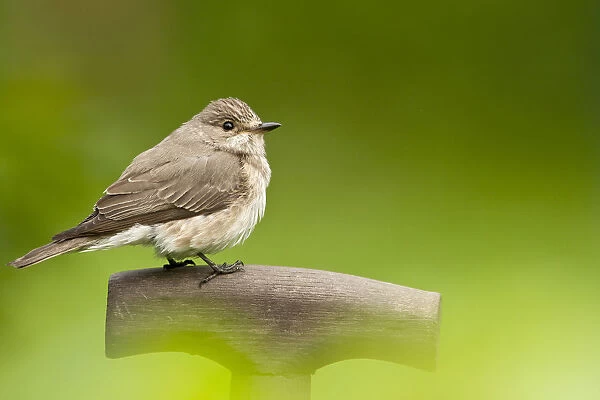 Spotted flycatcher, Netherlands