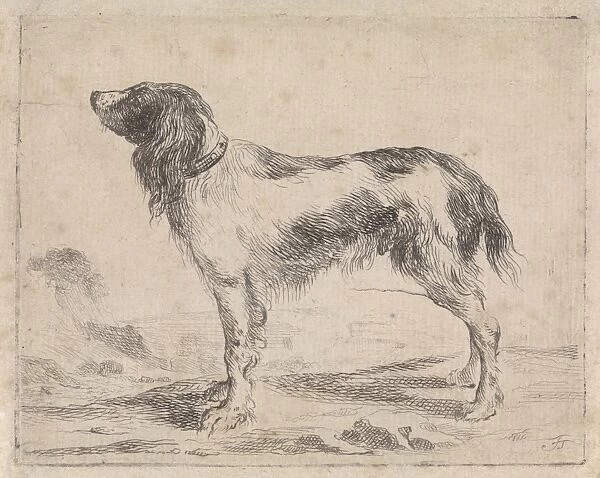 Standing dog, Jacob Toorenvliet, 1650 - 1719