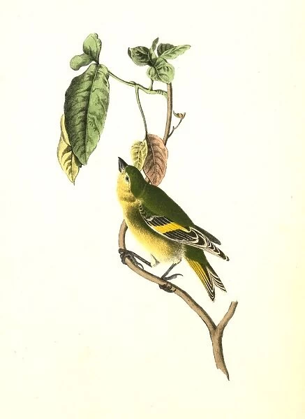 Stanley Goldfinch. Audubon, John James, 1785-1851