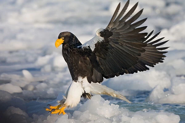 Steller's Sea-eagle in winter