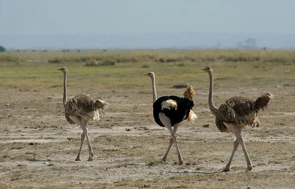Struthio camelus, Common Ostrich male group