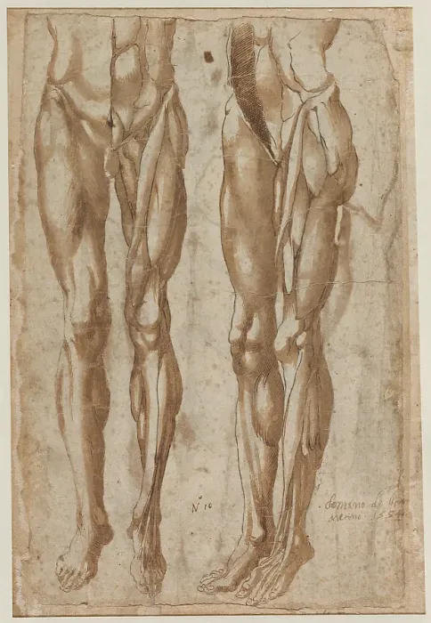 Framed Print : Two Studies of a Flayed Man Print, 1554 Framed Print : Two Studies of a Flayed Man Print, 1554