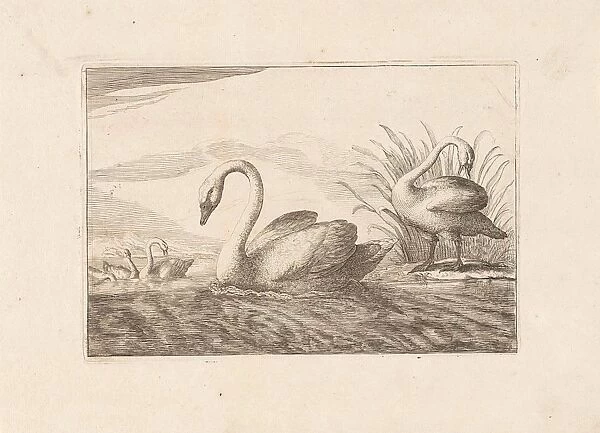 Swans, Francis Barlow, Pieter Schenk (I), 1675 - 1711