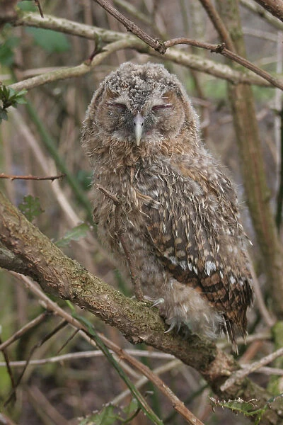 Tawny Owl chick, Strix aluco