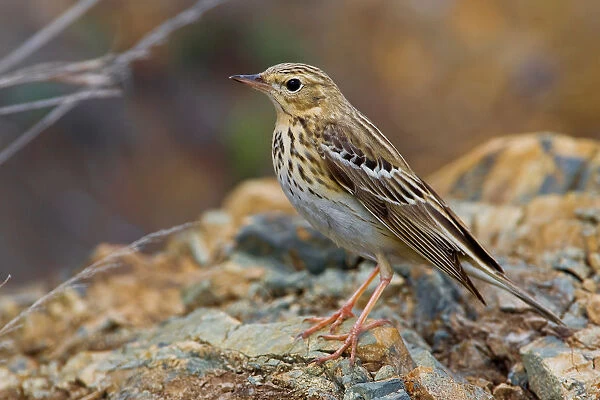 Tree Pipit perched, Anthus trivialis, Italy