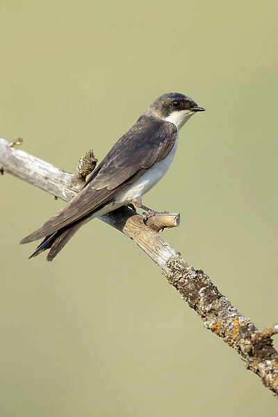 Tree Swallow, Tachycineta bicolor, United States