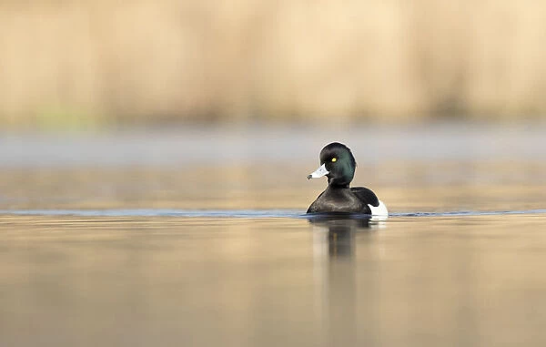Tufted duck swimming, Netherlands