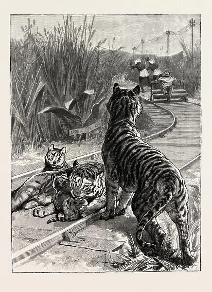An Unexpected Danger an Engineers Predicament in India, Tigers on the Railway Track