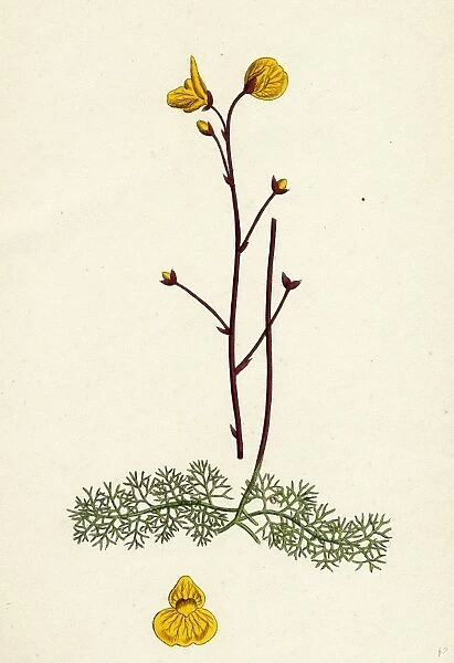 Utricularia neglecta; Lehmans Bladderwort