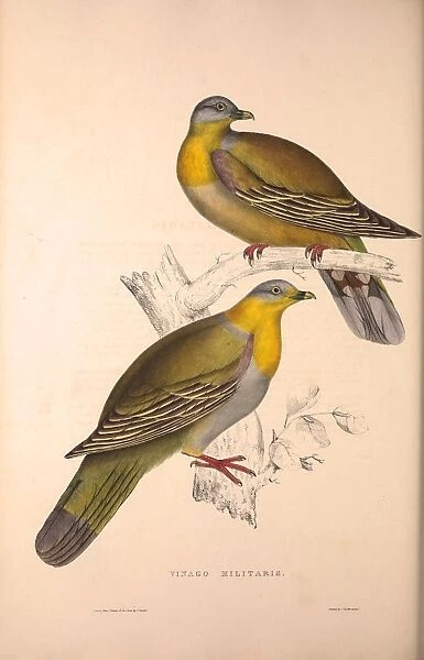 Vinago Militaris. Birds from the Himalaya Mountains, engraving 1831 by Elizabeth Gould