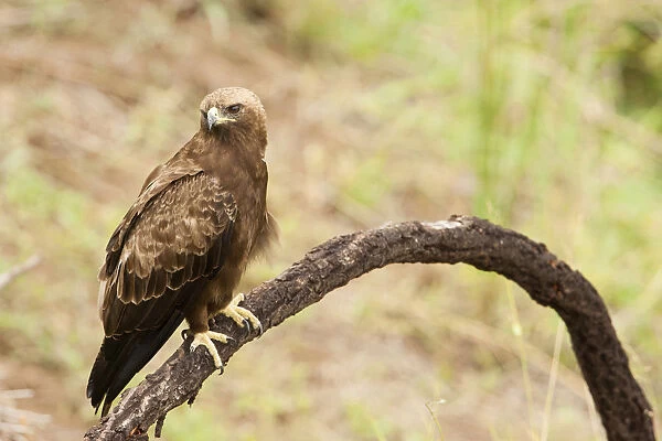 Wahlberg's Eagle perched in tree, Hieraaetus wahlbergi, South Africa