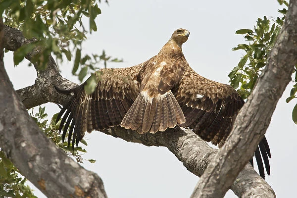 Wahlberg's Eagle perched in tree, Hieraaetus wahlbergi, South Africa