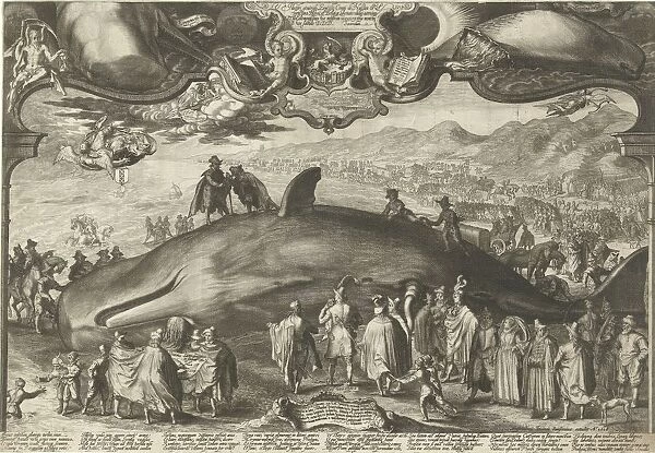 Walvis washed ashore 13 January 1601 Beverwijk