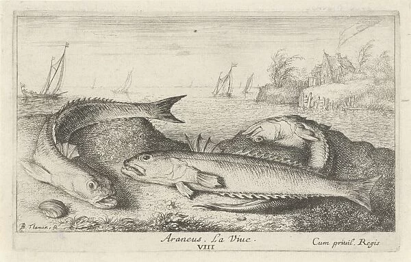 weeverfish, Trachinidae on the beach, Albert Flamen, 1664