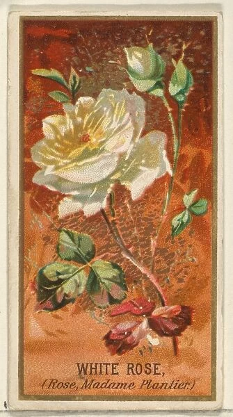 White Rose Rose Madame Plantier Flowers series