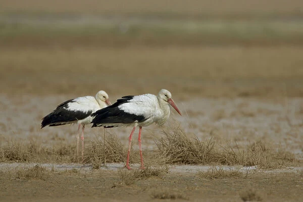 White Stork flock resting in the desert during migration, Ciconia ciconia