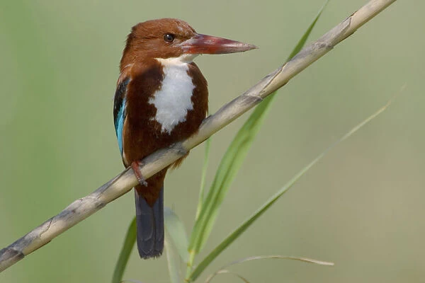 White-throated Kingfisher adult perched, Halcyon smyrnensis, Israel