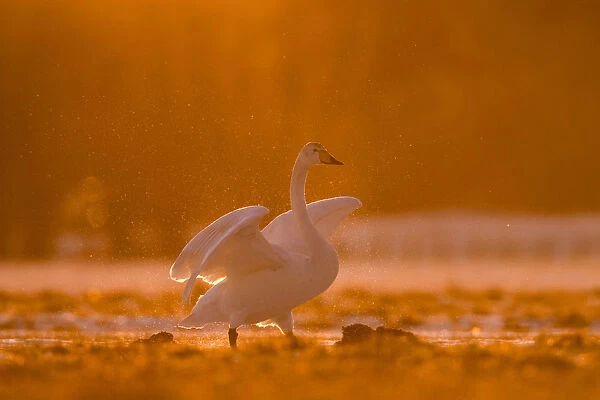 Whooper Swan in winter, Cygnus cygnus