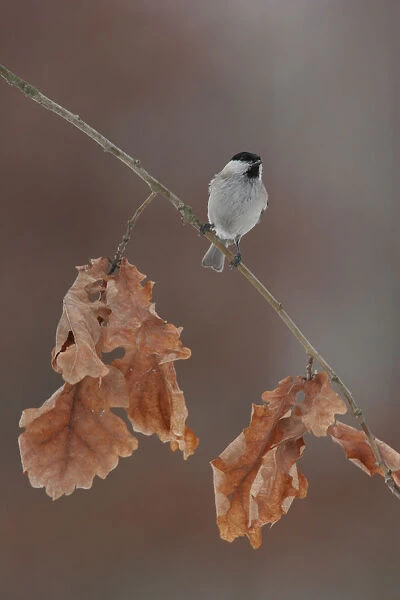Willow Tit perched on twig, Poecile montanus