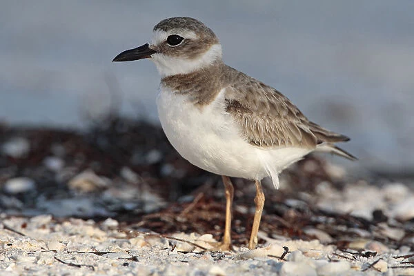 Wilsons Plover female at beach Mexico, Mexico
