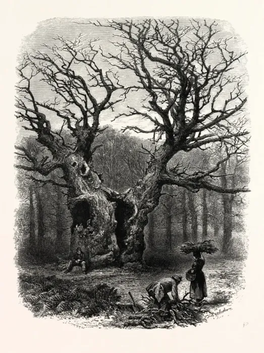 Framed Print : Windsor: William the Conqueror's Oak Print Framed Print : Windsor: William the Conqueror's Oak Print