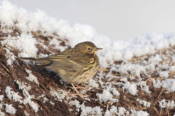 Wintering Meadow Pipit foraging on dungheap with snow on very cold day, Anthus pratensis, Netherlands