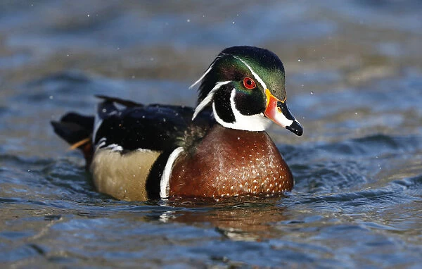 Wood Duck, Aix sponsa, United States