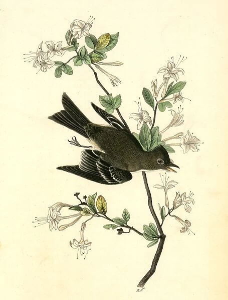 Wood Pewee Flycatcher. Male. (Swamp Honeysuckle. Azalea Viscosa). Audubon, John James